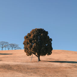 Orange Tree