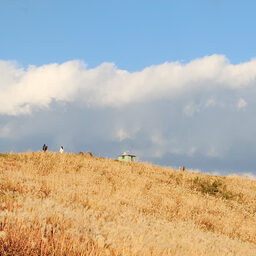 Silver Grass